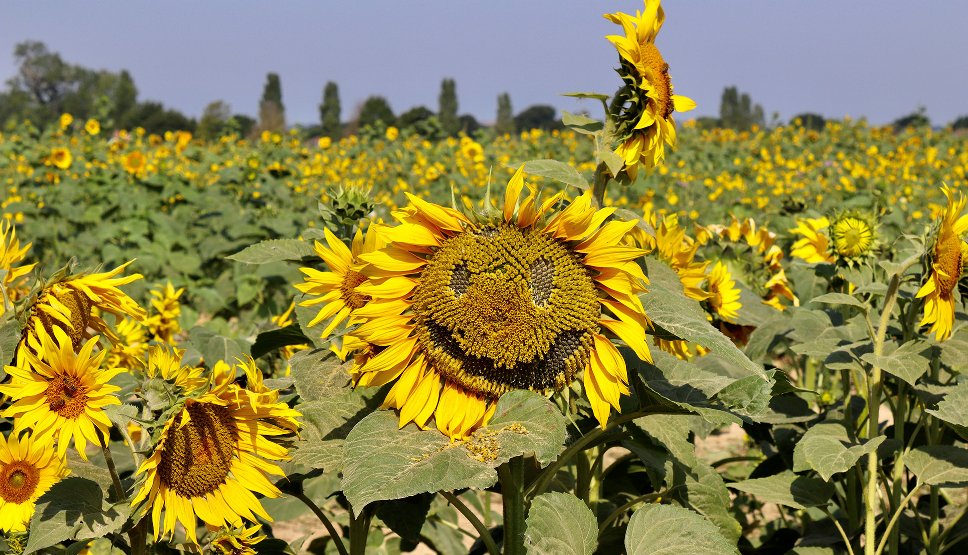 Sunflowers in Hampshire